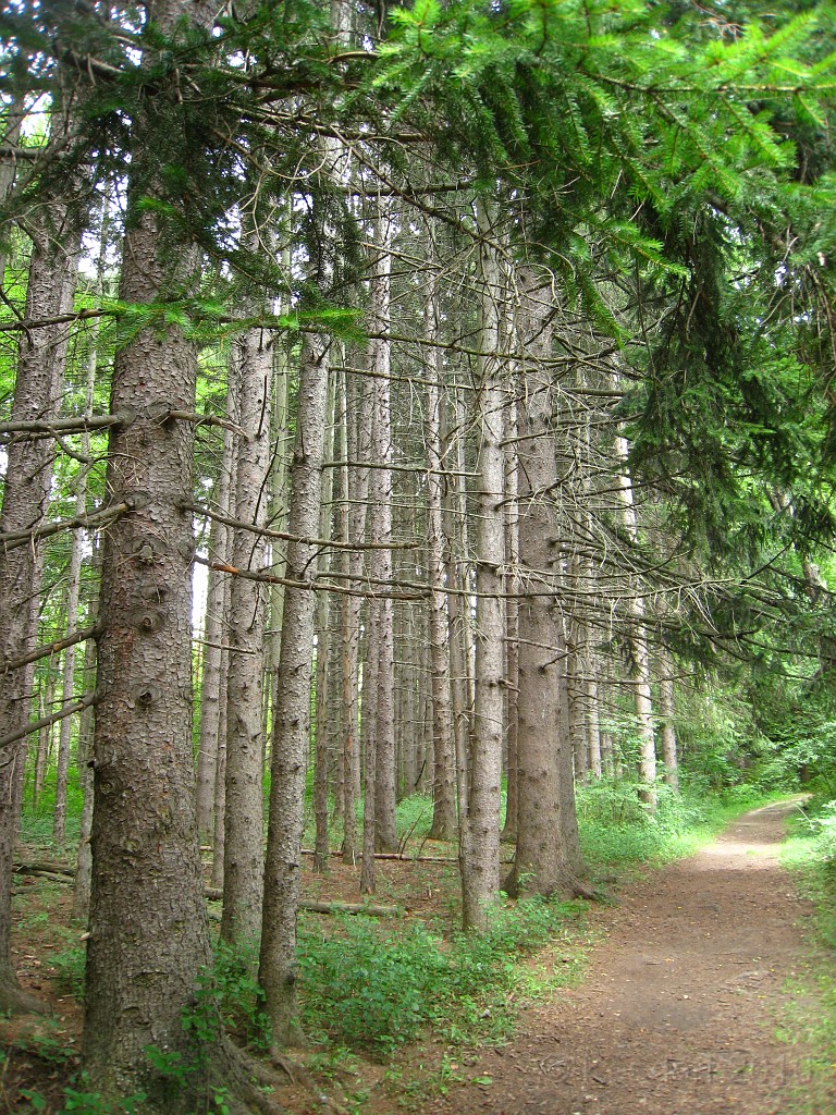 Matthaei Botanical Gardens 2010 0555.jpg - My favorite place in the park is the large pine forest. Quiet, cool, nice and peaceful.